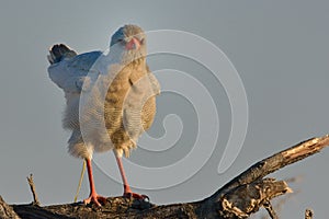 Pale Chanting Goshawk sitting on branch