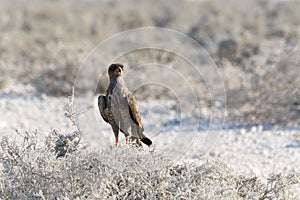 Pale Chanting Goshawk sitting on bush