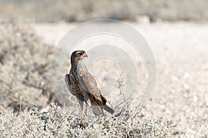 Pale Chanting Goshawk sitting on bush