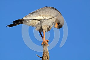 Pale Chanting goshawk, South Africa