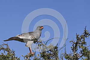 Pale Chanting Goshawk in South Africa