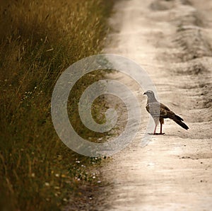 Pale Chanting Goshawk