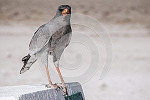 Pale Chanting Goshawk stands on a concrete bollard in the midday sun in  Etosha National Park Namibia