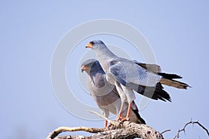 Pale Chanting Goshawk