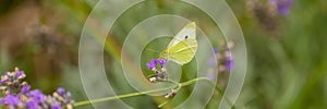 A pale clouded yellow butterfly