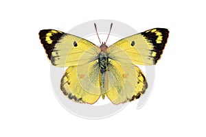 Pale clouded yellow butterfly, isolated on white background