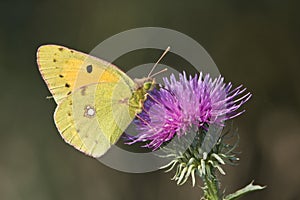 Pale clouded yellow / Colias hyale