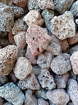 Pale Colored Fossilized Rocks