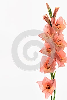 Pale coral gladiolus flower isolated on white background