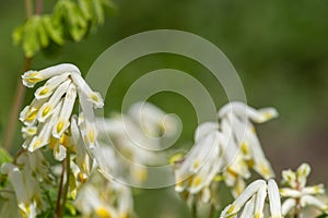 Pale corydalis pseudofumaria alba flowers photo