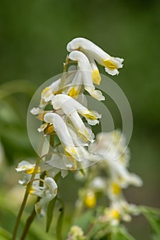 Pale corydalis pseudofumaria alba flowers photo