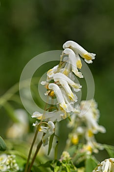 Pale corydalis pseudofumaria alba flowers photo