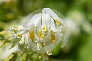 Pale corydalis pseudofumaria alba flowers photo
