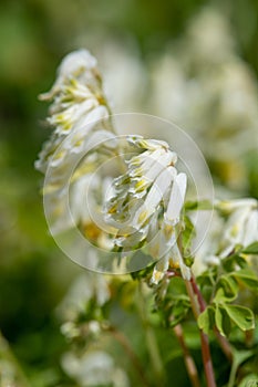 Pale corydalis pseudofumaria alba flowers photo