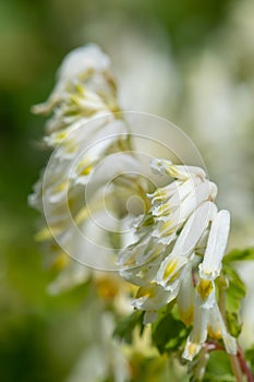 Pale corydalis pseudofumaria alba flowers photo