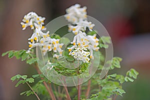 Pale corydalis, Pseudofumaria alba, yellow-white flowering plant