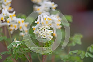 Pale Corydalis, Pseudofumaria alba, yellow-white inflorescence