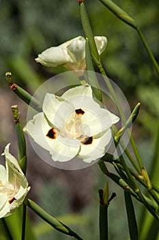 Pale creamy yellow flower with dark brown spots of an african iris
