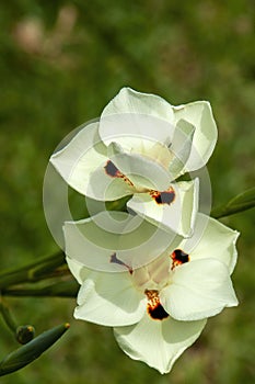 Pale creamy yellow flowers with dark brown spots of an african iris