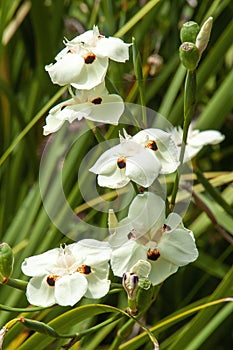 Pale creamy yellow flowers with dark brown spots of an african iris in garden