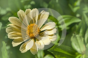 Pale creamy yellow Zinnia elegans flowers portraits, selective focus