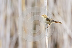 Pale-crowned Cisticola