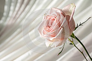 Pale crystal pink rose abstract background photo