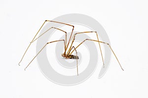 pale daddy long leg or legs spider - Smeringopus pallidus - side profile view isolated on white background