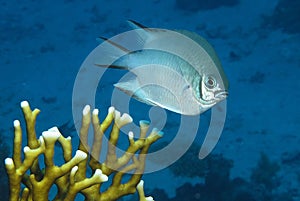 Pale Damselfish. Amblyglyphidodon indicus