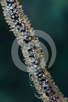 Pale damselfish larvae microscopic