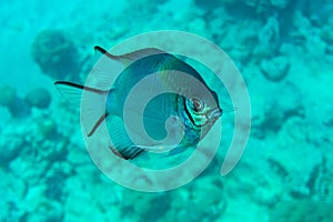 Pale Damselfish in Red sea, Egypt,