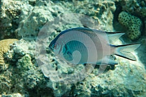 Pale Damselfish in Red sea, Egypt,