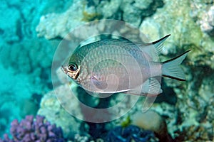 Pale Damselfish in Red sea, Egypt,