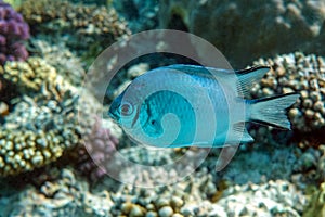 Pale Damselfish in Red sea, Egypt,