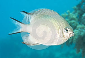 Pale damselfish swimming in blue water