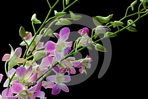 Pale dendrobium orchid on black