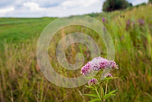 Pale dusty pink flowering hemp-agrimony in the foreground of a r