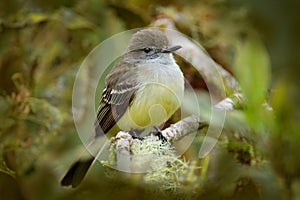 Pale-edged flycatcher, Myiarchus cephalotes, hidden in the nature forest habitat. Bird sitting on the tree branch, San Isidro in