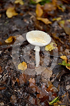 Pale epaulette Amanita phalloides Fr. Link, deadly poisonous mushroom