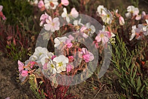 Pale Evening Primrose Oenothera albicaulis Desert Flowers Red Stems And Blooms
