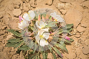 Pale Evening Primrose Oenothera albicaulis Desert Flowers In Spring Sunshine High Desert