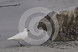 Pale-faced Sheathbill and  Southern Elephant Seal in the Falkland Islands