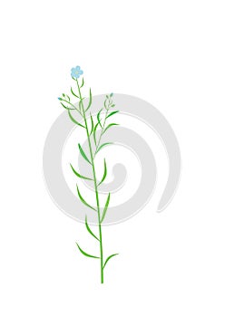 Pale flax (Linum)