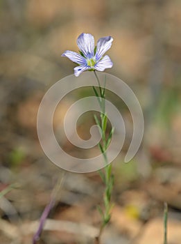 Pale Flax
