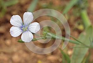 Pale Flax