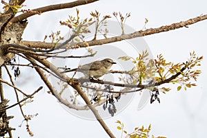 A pale flycatcher, Bradornis pallidus, perched on a tree branch in South Africa