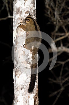 The pale fork-marked lemur photo