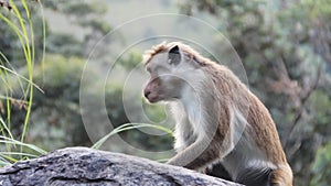 Pale-fronted toque macaque