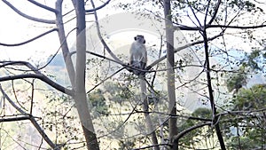 Pale-fronted toque macaque