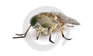 Pale giant horse-fly in front of white background
